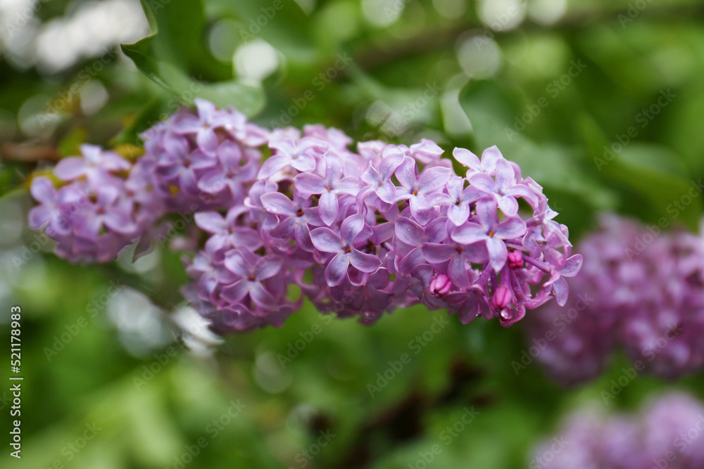 Branch of beautiful blossoming lilac on blurred background closeup Branch of beautiful blossoming lilac on blurred background closeup