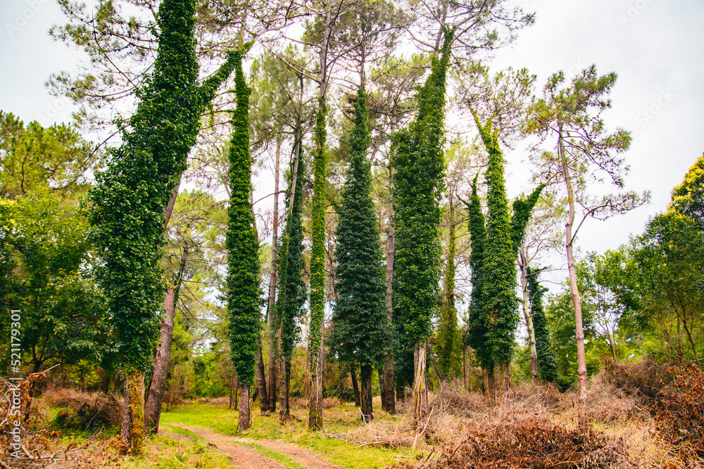 Fototapeta premium Scenic trees in Kolkheti national park. Famous sightseeing destination in Georgia