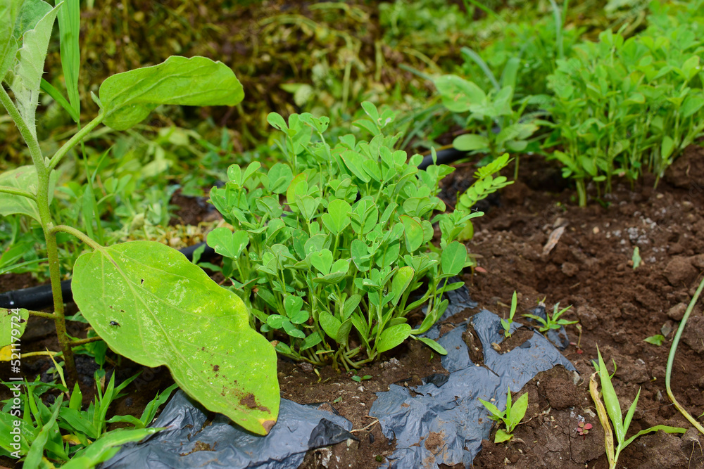 Fresh fenugreek vegetable in the farm, In India Fresh fenugreek vegetable in the farm, In India