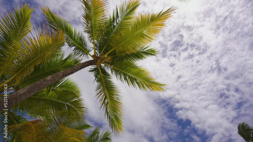 White clouds float across the blue sky over the Hawaiian Palm Beach. Inhabited island with palm trees. Leaves of an exotic tree. Camera no motion. White clouds float across the blue sky over the Hawaiian Palm Beach. Inhabited island with palm trees. Leaves of an exotic tree. Camera no motion.