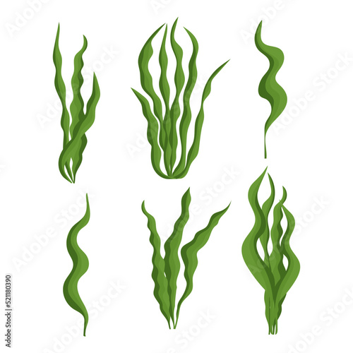 Spirulina. Seaweed. Superfood. Vector set