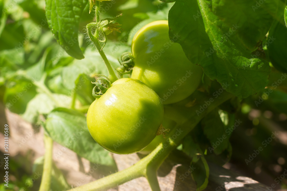 Green tomatoes on a bush. The ripening process of a tomato. Unripe tomato. Gardening.