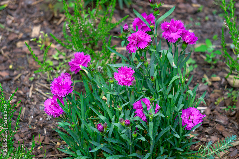 Beautiful purple carnations in a flower bed close-up. Beautiful purple carnations in a flower bed close-up.