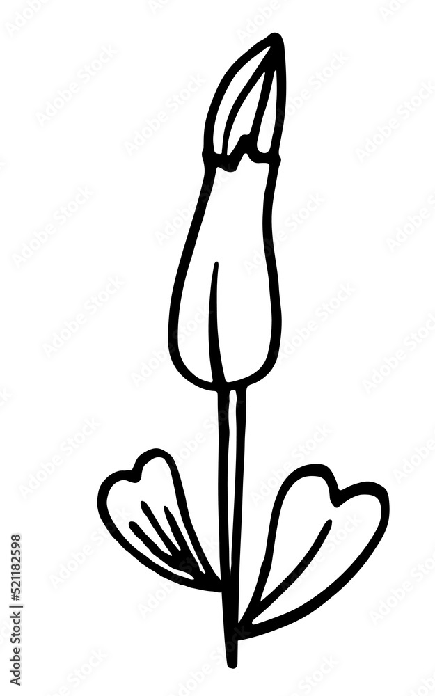 Vector doodles of a flower, inflorescence, black and white drawing, sketch.