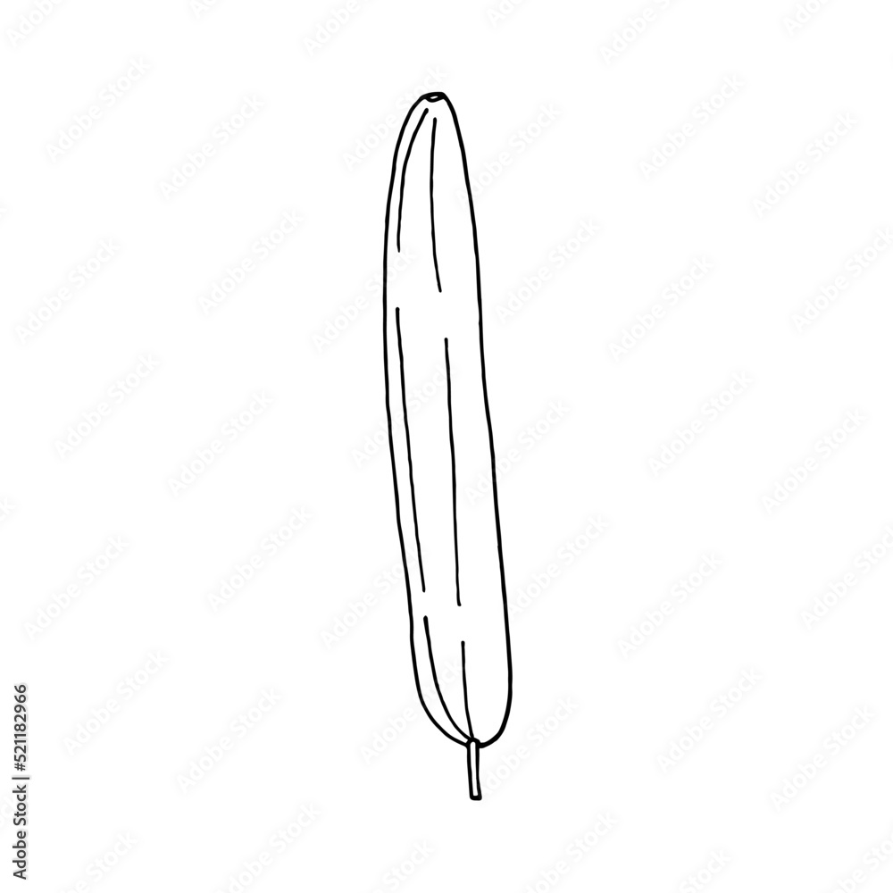 cucumber in doodle style cucumber in doodle style