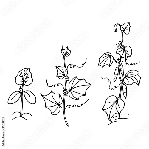 set of cucumber plant