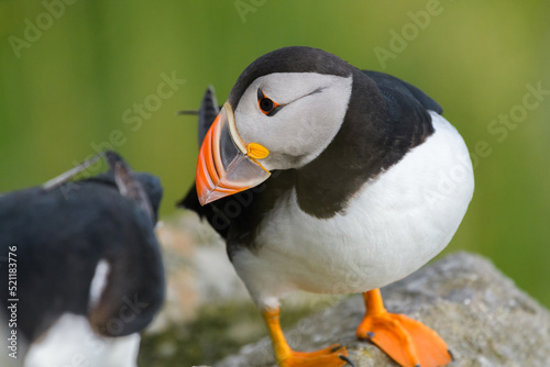 Atlantic puffin (Fratercula arctica) portret on green background. Common puffin