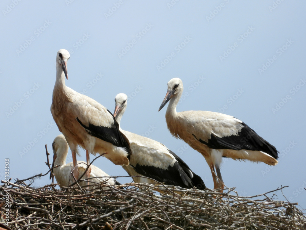 Fototapeta premium white storks in the nest