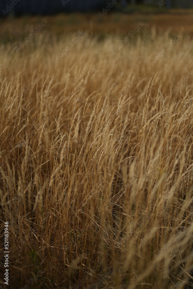 dry tall grass field dry tall grass field