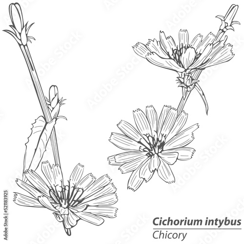 Obraz na plátně Vector Chicory with Flowers