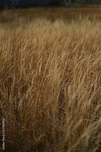 dry tall grass field