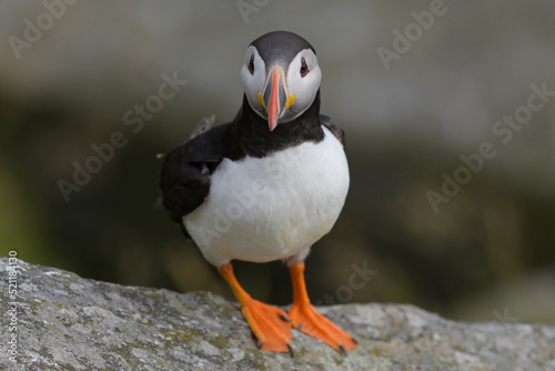 Atlantic puffin (Fratercula arctica) sitting on a rock. Common puffin
