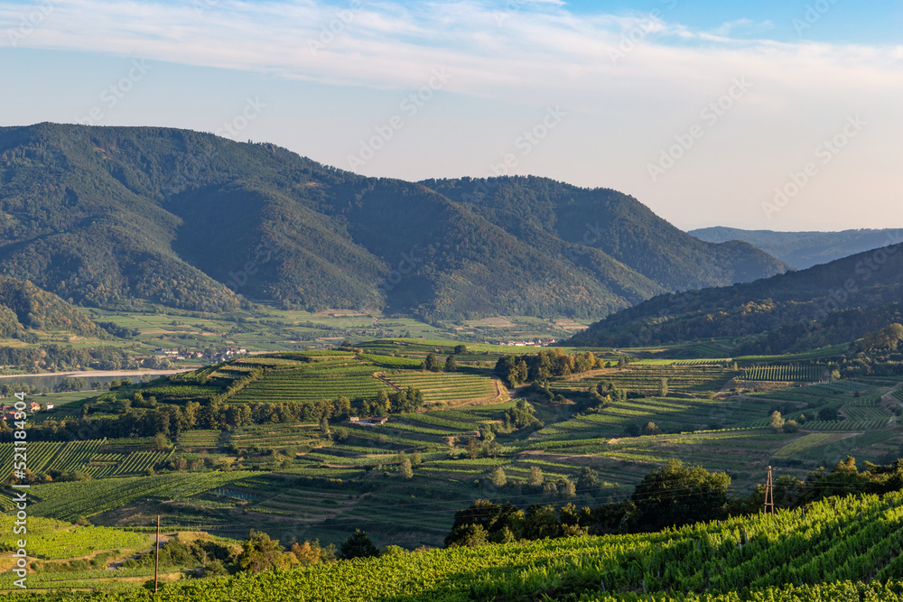 Vineyard in Wachau valley. Krems region. Lower Austria