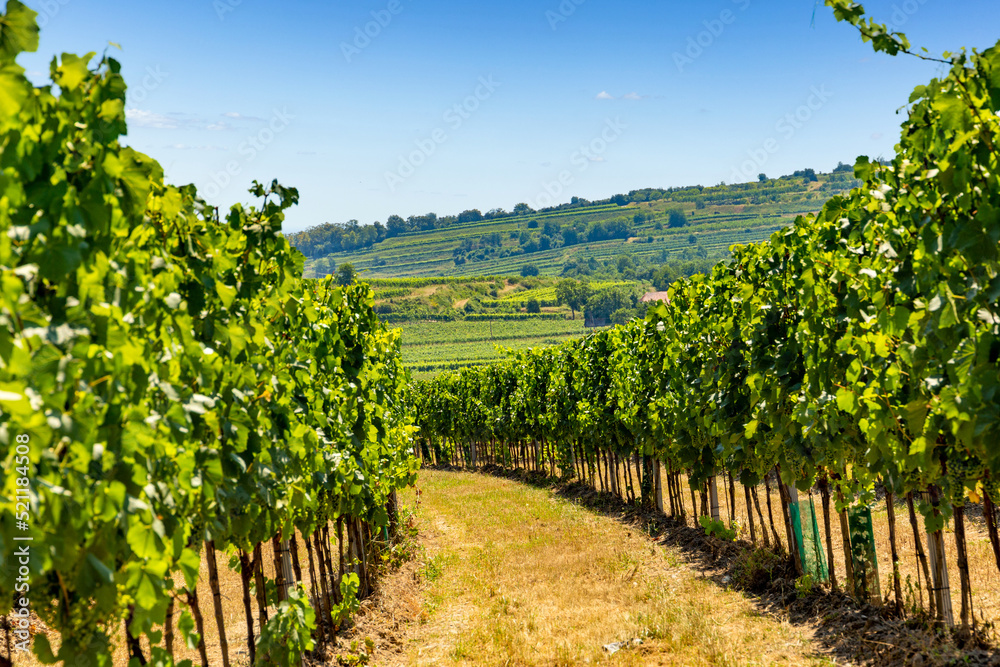 Summer vineyards in Wachau valley. Lower Austria.