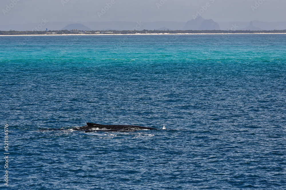 Fototapeta premium Southern humpback whale-Megaptera novaeangliae australis in Moreton Bay. Brisbane-Australia-120