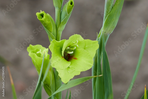 green gladiolus in fiel macro shot