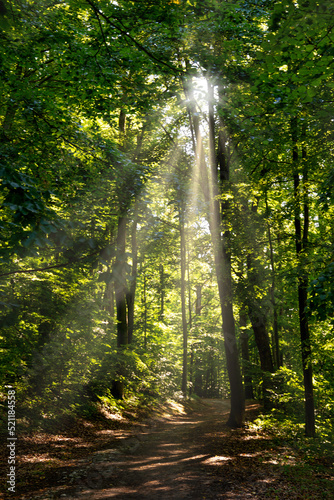 Fototapeta Naklejka Na Ścianę i Meble -  Hiking trail in summer forest