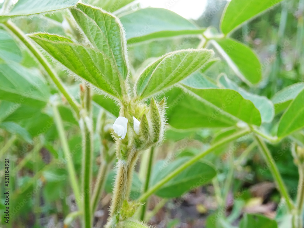Cultivation of dry plants in natural conditions, plants with flowers and beans Cultivation of dry plants in natural conditions, plants with flowers and beans