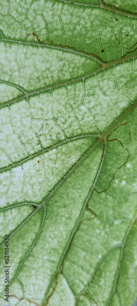 green leaf macro