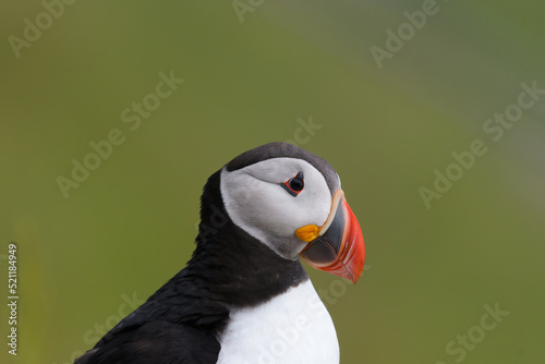 Atlantic puffin (Fratercula arctica) portrait on a green background. Common puffin © day2dudu