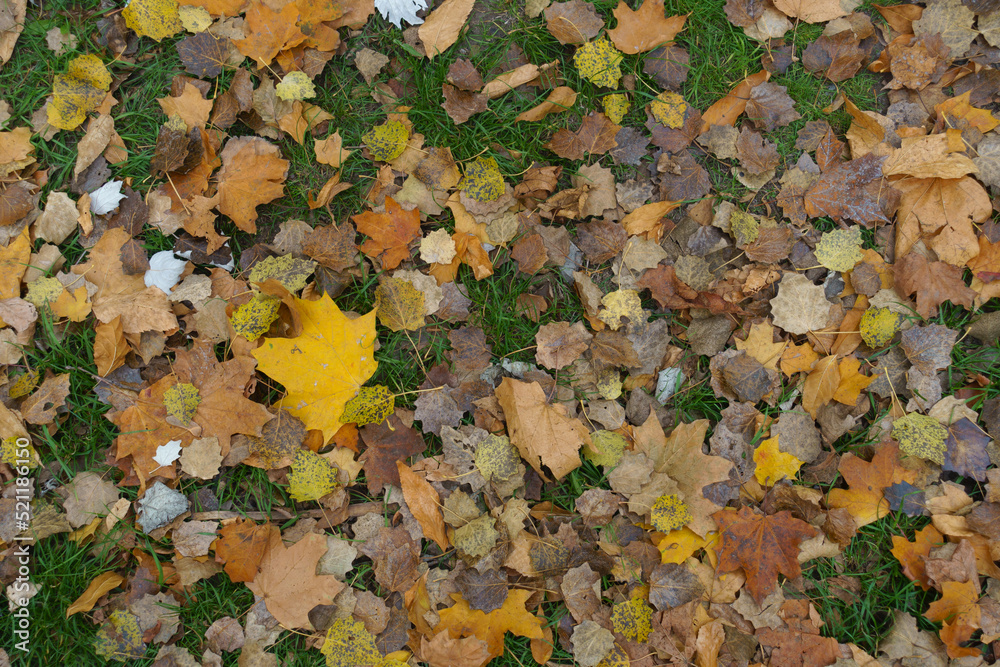 Amber yellow and brown fallen leaves on green grass in October Amber yellow and brown fallen leaves on green grass in October