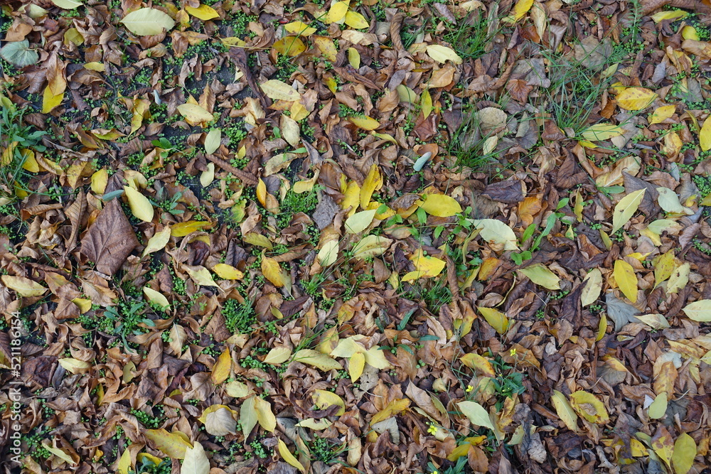 Dark brown and yellow fallen leaves on the ground in mid October