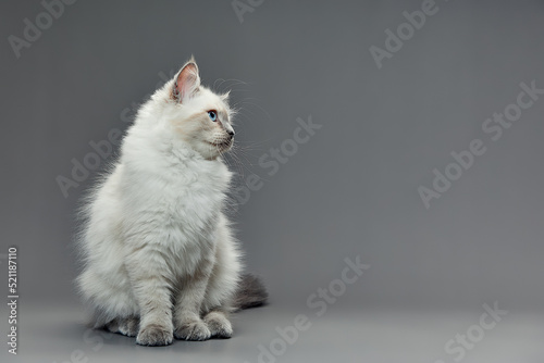 Portrait of a little white kitty on gray background, nice little kitten with big eyes , copy space