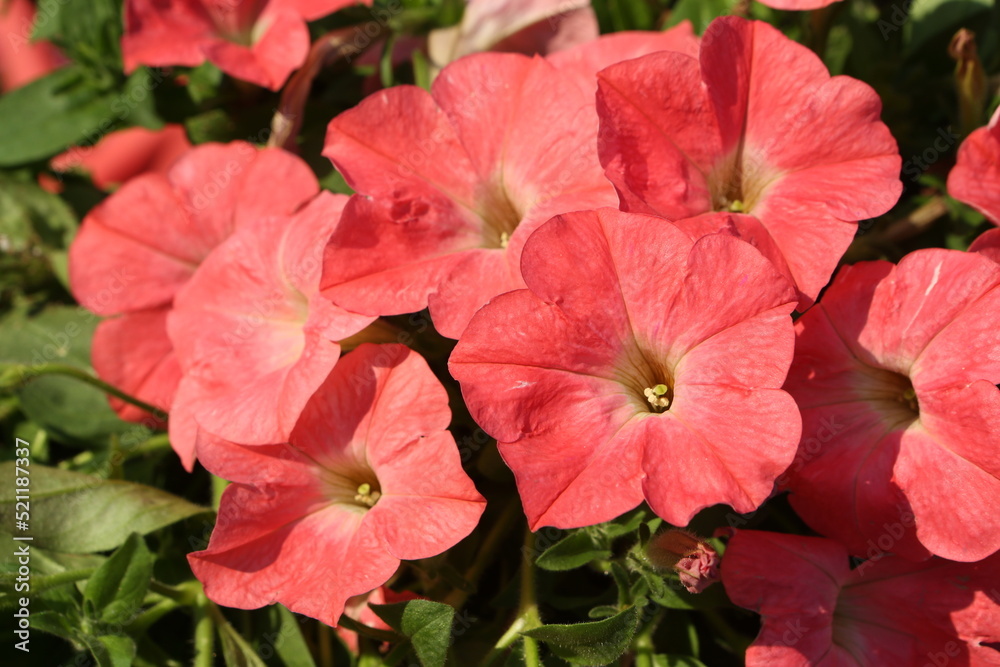 Pink, coral flowers of surfinia (ampelous petunia). Summer flowers. Floral postcard with pink surfinia. Garden, seasonal gardening. Coral surfinia blossom. Pink bloom of surfinia
Pink, coral flowers of surfinia (ampelous petunia). Summer flowers. Floral postcard with pink surfinia. Garden, seasonal gardening. Coral surfinia blossom. Pink bloom of surfinia