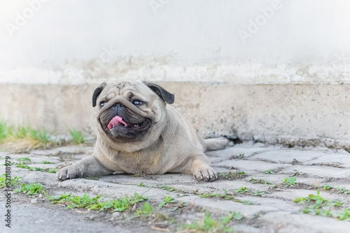 a cheerful dog, a pug lies joyful because he got dirty in the mud