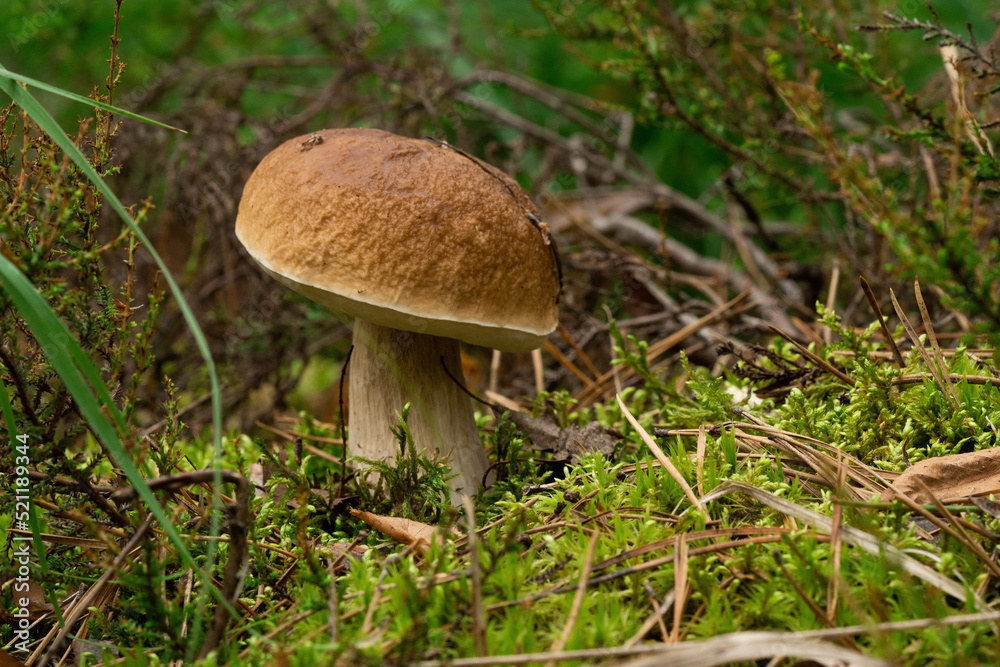 Mushrooms cut in the forest. Mushroom boletus edilus. Popular white mushrooms Boletus in the forest Mushrooms cut in the forest. Mushroom boletus edilus. Popular white mushrooms Boletus in the forest