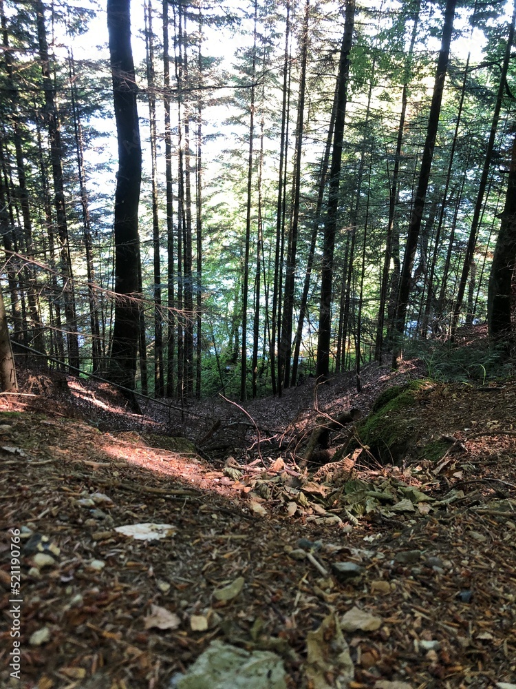 Obraz premium forest in the summer