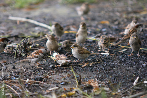 flock of sparrows on the ground
