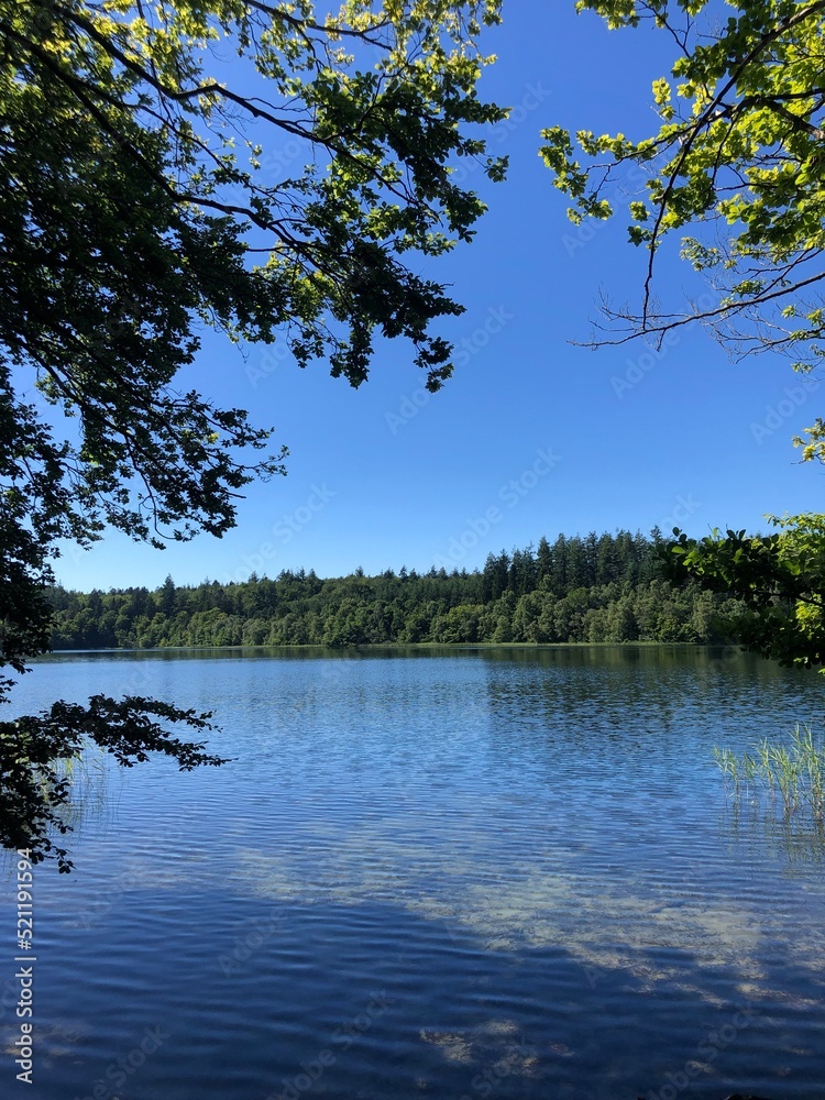 Fototapeta premium lake in the forest