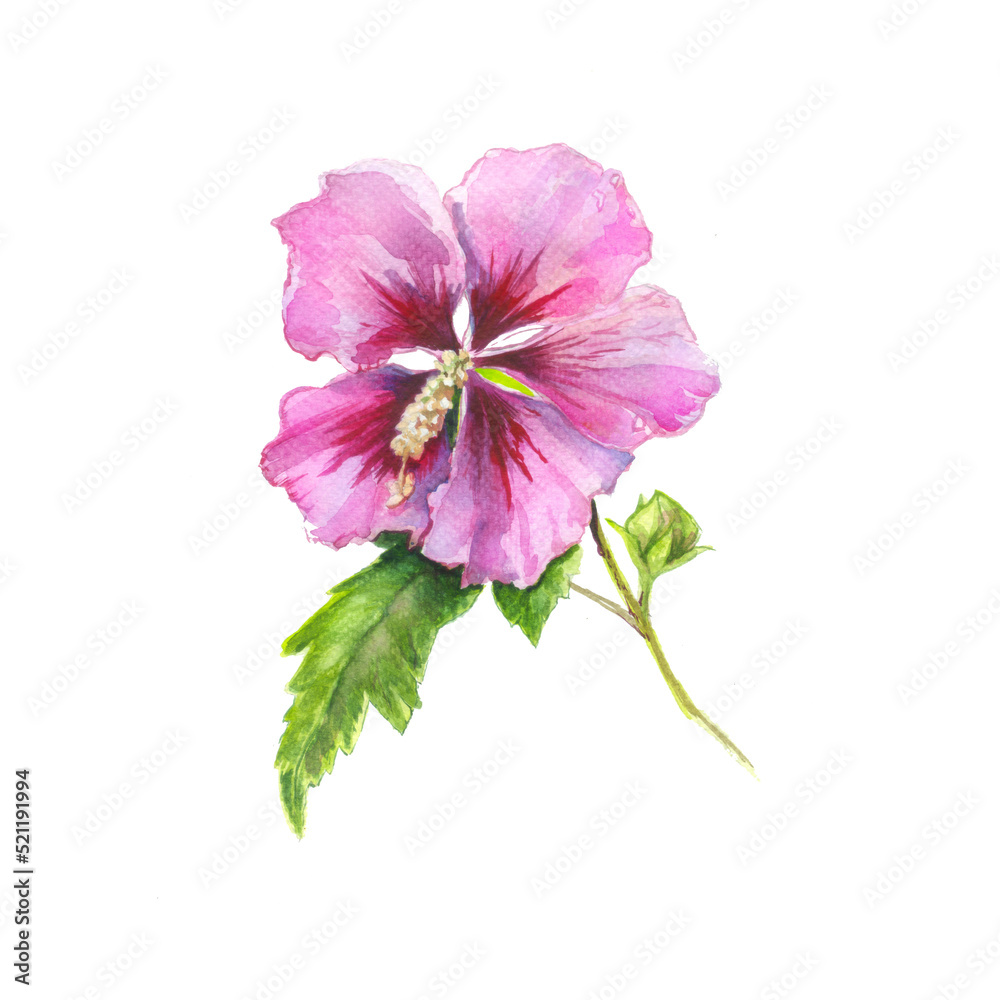 pink hibiscus isolated on white background