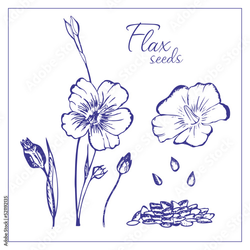 Flax flowers and seeds. Hand drawn illustration, editable, vector.	
