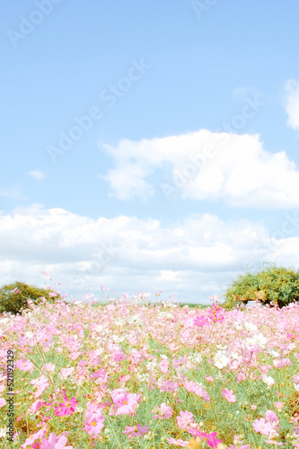 Wallpaper Mural 爽やかな青空とコスモス畑｜縦位置 Torontodigital.ca