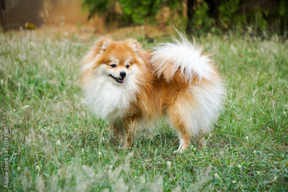 Pomeranians have always been lovely and loyal friends. Pomeranians have always been lovely and loyal friends.