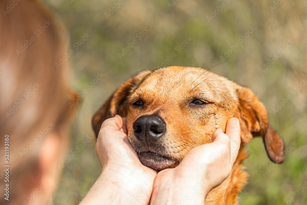 Cute dog and owner scene: Dog owner holding the head of the dog