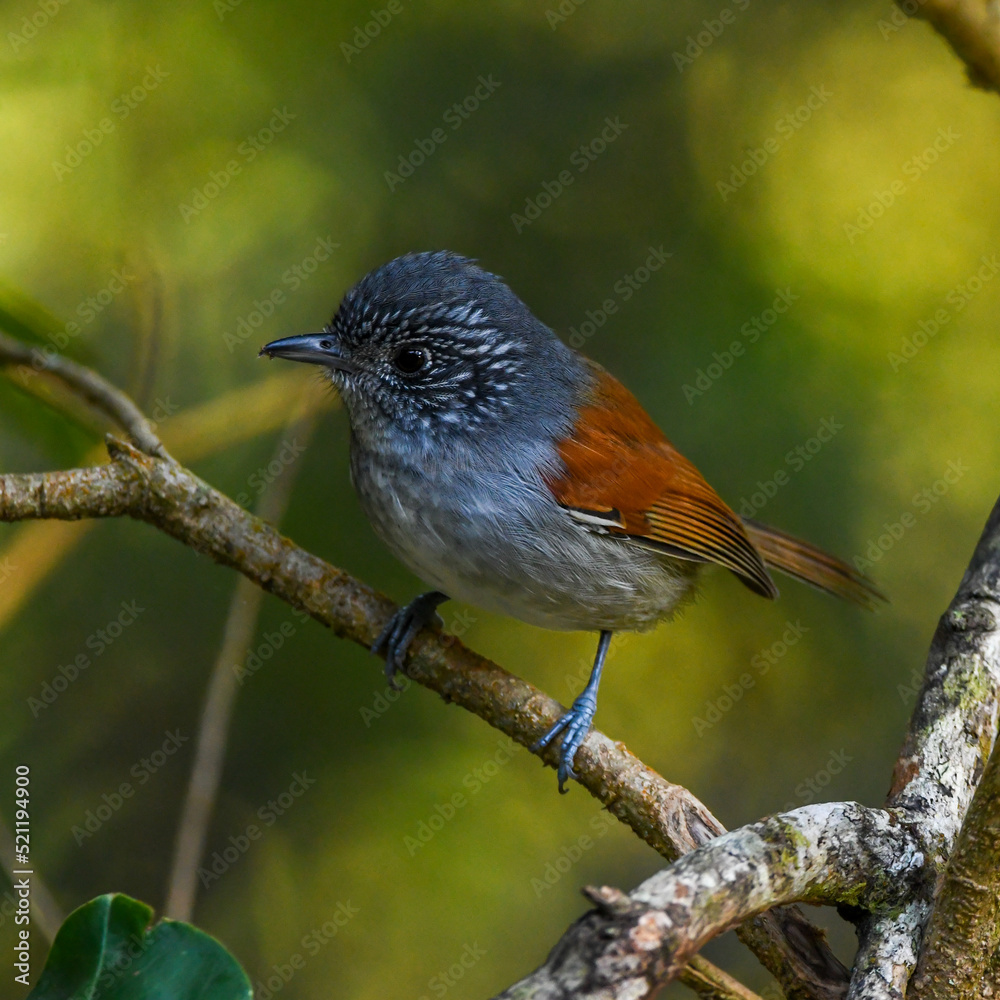 Rufous-backed Antvireo (Dysithamnus xanthopterus) Rufous-backed Antvireo (Dysithamnus xanthopterus)
