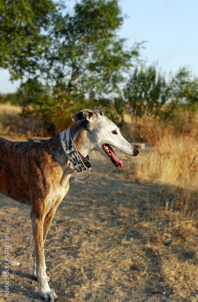 galgo español e el campo galgo español e el campo