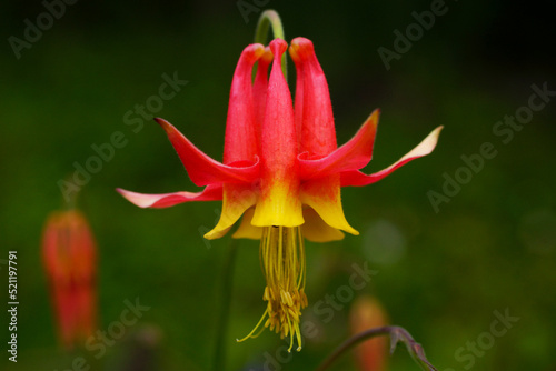 Close-up of the crimson columbine (Aquilegia formosa), beautiful bicoloured, red and yellow flower photo