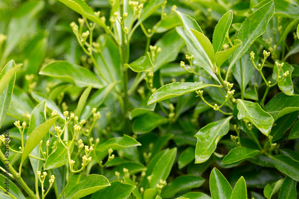 The evergreen Japanese spindle tree Euonymus japonica is used for hedges.
