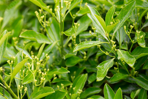 The evergreen Japanese spindle tree Euonymus japonica is used for hedges.
