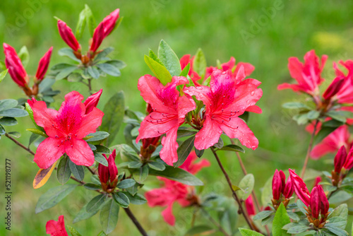 Red Rhododendron Romany Chai Group in flower