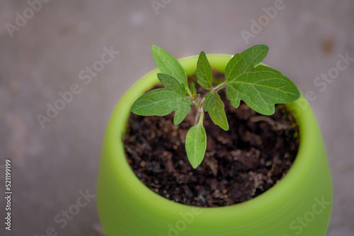 A young green plant sprout in a small green pot on a concrete background