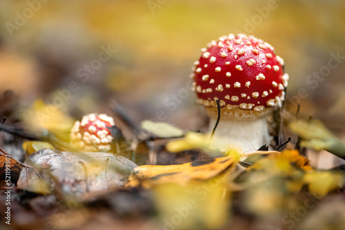 Fly agaric or amanita muscaria poisonous mushroom with white spots on red head growing in autumn forest