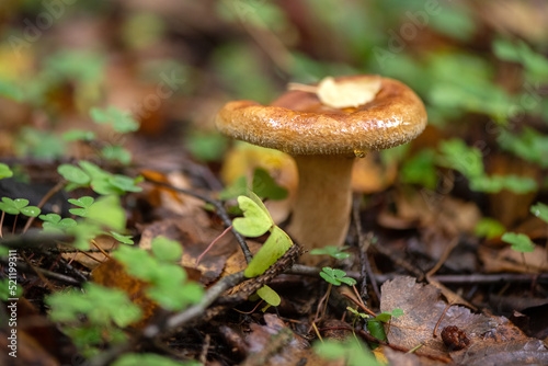 conditionally edible Paxillus mushroom growing in autumn forest among fallen leaves