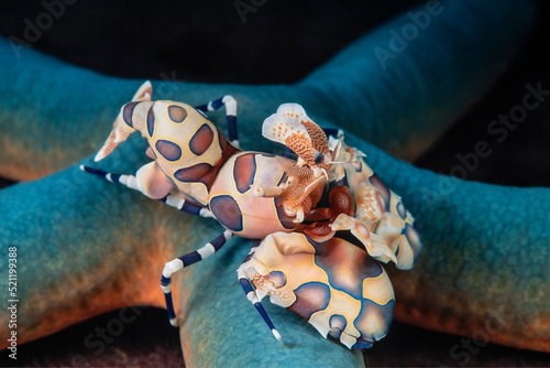 Harlequin shrimp, Hymenocera elegans, Lembeh Strait, Indonesia
 photo