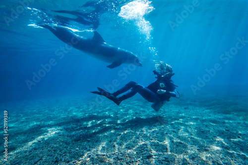 Bottlenos dolphin, Tursiops truncatus, Dolphin Reef, Eilat, Israel 