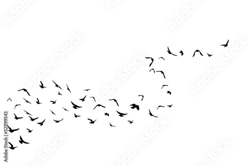 Flying birds. Decoration element from scattered silhouettes.